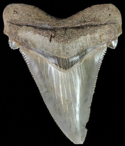 Serrated, Angustidens Tooth - Megalodon Ancestor #70519